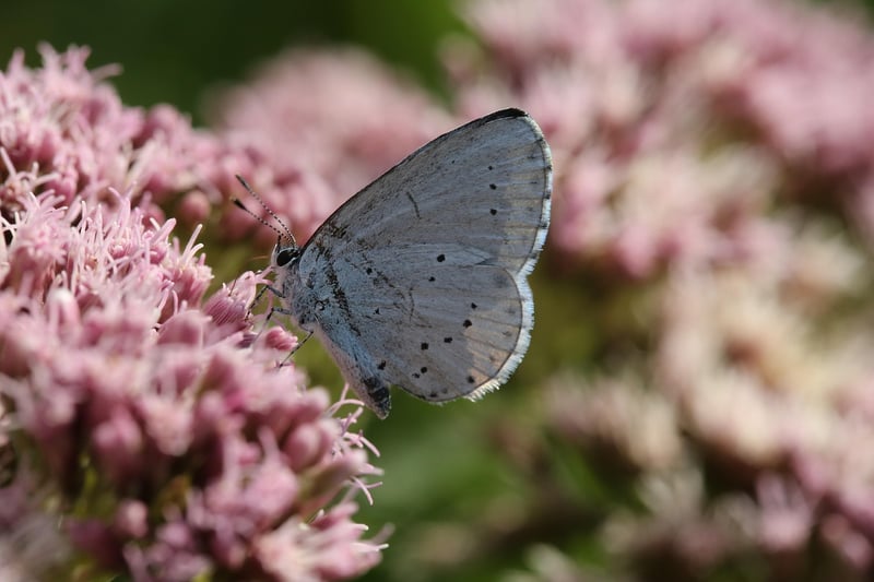 Fairy Nectar
